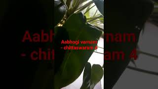 Aabhogi varnam  chittaswaram 4 Evari bodhana Aabhogi Raga Varnam Aadhi Thalam Tana Varnam [upl. by Eiramanna978]