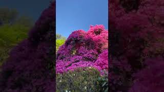 A walk through the Leonardslee Rock Garden in spring during lockdown [upl. by Zedecrem90]