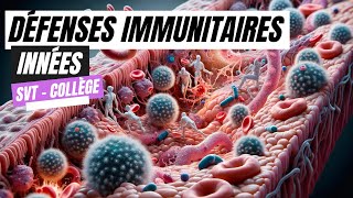 Les défenses immunitaires innées SVT Collège [upl. by Ecaj]