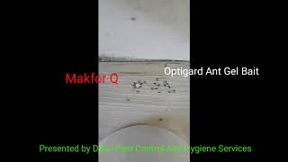 Makfor Q vs Optigard Ant Gel Bait [upl. by Seif277]