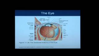 Anatomy and Physiology Help Chapter 17 Light OverviewFlythrough of Special Senses [upl. by Yecad]