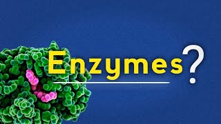 WHAT ARE ENZYMES THEIR CLASSIFICATION AND IMPORTANCE [upl. by Lore152]