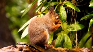 Red Squirrel or Eurasian Red Squirrel Sciurus vulgaris  Eichhörnchen 16 [upl. by Ariat323]