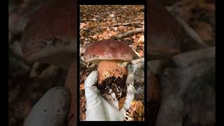 Boletus pinophilus 1112024 funghi porcini food mushroom [upl. by Philis]