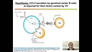 Dual role of follicular regulatory T cells in the control of B cellresponse to vaccination [upl. by Bugbee]