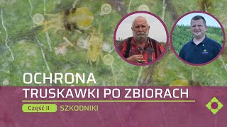 Ochrona truskawki po zbiorach owoców cz 2 Szkodniki groźne w czasie wiązania pąków kwiatowych [upl. by Gui]