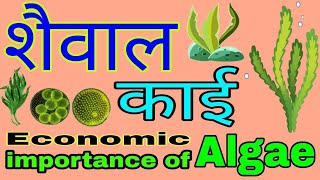 शैवाल क्या है  शैवाल के लक्षण आकार नाम और संरचना तथा आर्थिक महत्व  Economic importance of algae [upl. by Aubarta]