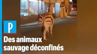 ValdeMarne  zèbre daims et poneys se baladent en ville [upl. by Avitzur587]