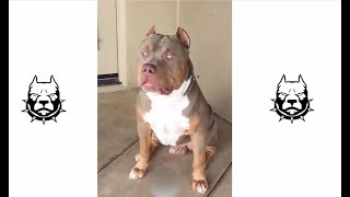 Powerfull XXL Pitbulls in The World 2018 [upl. by Acinehs]