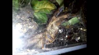 Feeding Poecilotheria vittata Ghost ornamental [upl. by Onurb]