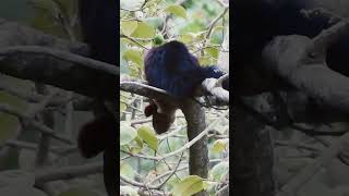 Malabar Giant Squirrel from BR Hills [upl. by Dave]