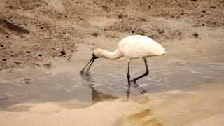 Royal Spoonbill or Blackbilled Spoonbill Platalea regia  Königslöffler Slow Motion [upl. by Jereld]