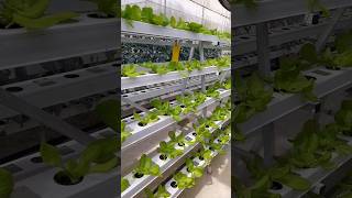 butterhead lettuce hydroponics shorts lettuce [upl. by Cunningham]