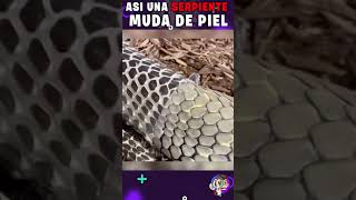 Así una SERPIENTE muda de PIEL Shorts [upl. by Davida]