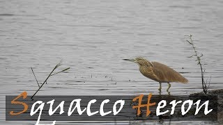 Squacco Heron Ardeola ralloides Bird Call At Lake Panic Kruger Park  Stories Of The Kruger [upl. by Yrrej]