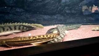 Polypterus Bichir Lapradei [upl. by Edsel]