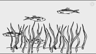 Demystifying ocean acidification and biodiversity impacts [upl. by Pegeen]