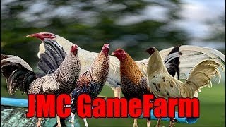 Lets Visit The Farm Of JMC Gamefarm [upl. by Lavella]