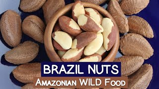 Brazil Nuts An Amazonian WILD Food  Selenium PlusesMinuses [upl. by Groh]