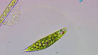 Euglena structure [upl. by Moriarty]