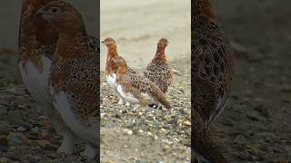 Wildlife birdsWillow ptarmigan Lagopus lagopus birds ptarmigan [upl. by Niltag]