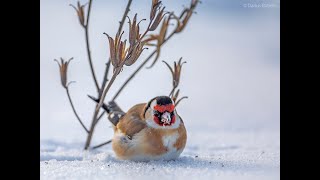 Paukščiai 33 rūšys [upl. by Chamberlin]