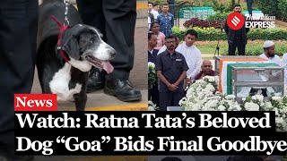 Ratan Tatas Loyal Dog Goa Spotted at His Final Farewell I Ratan Tata Dog  Ratan Tata Death [upl. by Hagerman]