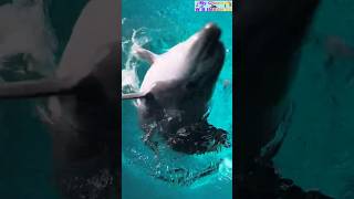 Dolphin 🐬 super funny moment dolphin funnymoments shortvideo [upl. by Deland794]