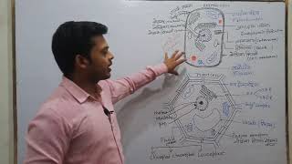 Eukaryotic Cell  Biology  eukaryotic cell diagram [upl. by Dnalkrik587]