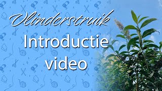 Vlinderstruik adventpatroon introductie [upl. by Idnem]