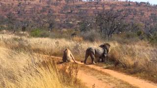 Lions Mating  Angry Lioness [upl. by Rego797]