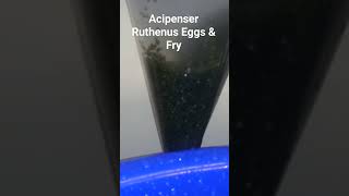 Acipenser Ruthenus Eggs amp Fry caviar fish sturgeon [upl. by Ahserb]