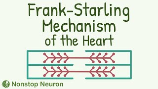 This is HIDDEN TALENT of Your Heart Frank Starling Mechanism  LengthTension Relationship [upl. by Horwath195]