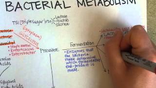 Bacterial Metabolism Part 1 Cellular Respiration of Bacteria [upl. by Malvia]