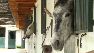 Richtig longieren  Vorbereitung für Pferd und Reiter [upl. by Lisetta]