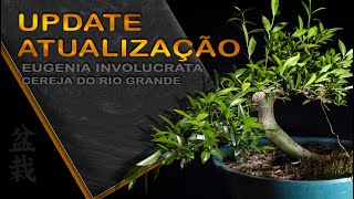 Cereja do Rio grande  Eugenia aggregata Bonsai SP [upl. by Nachison]