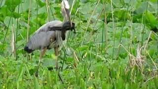 Great Blue Heron vs Eel  Orlando Wetlands [upl. by Gosselin]