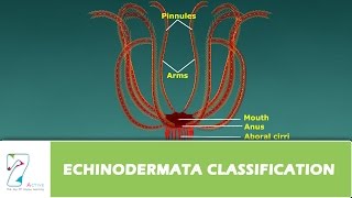 ECHINODERMATA CLASSIFICATION [upl. by Furie]