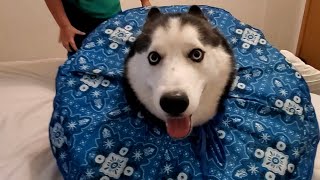 FUNNIEST Huskies 😂  BEST Compilation of Dogs [upl. by Ahseit591]