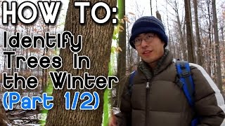 How to Identify Trees in the Winter Part 1 [upl. by Annairol]