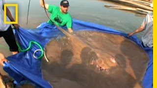 Giant Freshwater Stingray  National Geographic [upl. by Kcered]