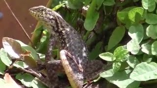 2 new curly tail lizards  wild caught   back yard curly tail [upl. by Eletnahs]