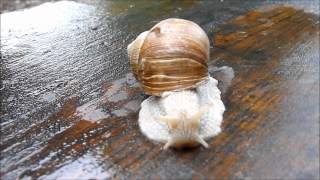 Eine Weinbergschnecke macht sich auf die Reise [upl. by Erlinna]