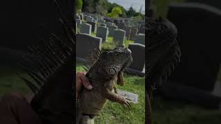 Hunting Iguana Whit Great Belgian Malinois shepherd In sementery There So Agrisive For There Target [upl. by Nett936]