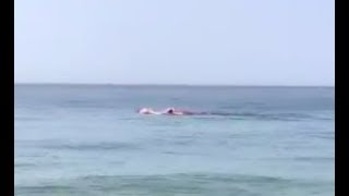 Shark eats seal just offshore in Provincetown at Race Point Beach [upl. by Eniamsaj]