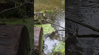 Rainy Sunday Stearns Woodland Trail Cleveland Ohio soundmeditation sound meditatemeditation [upl. by Etyak]