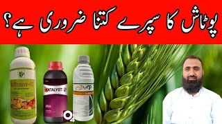 Why to use Foliar potash in Wheat  Significance of Potash Fertilizer  Bilal Kanju Official [upl. by Irem]