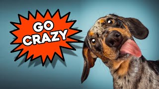 Sounds dogs react to  Play this video to your dog for cute reaction [upl. by Mab]