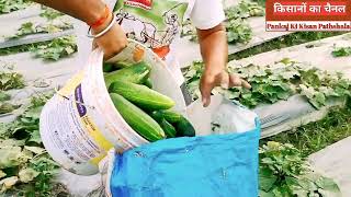 खीरा की तुड़ाई कब और कैसे करे  cucumber 🥒 farming  by pankaj ki kisan pathshala [upl. by Euqinomahs]