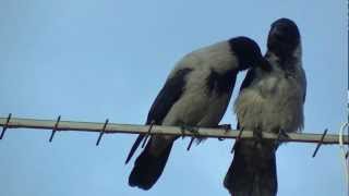 Dolmányos varjú ápolja a párját  Hooded crows grooming [upl. by Libnah]